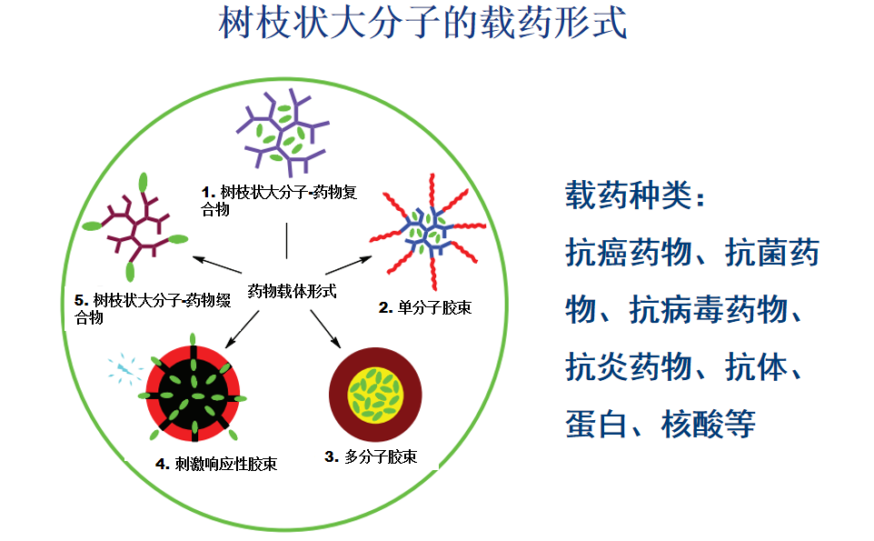 樹枝狀聚酰胺胺應用于生物醫療